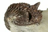 Rare, Encrinurus Trilobite - Malvern, England #196659-4